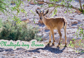 Multiple-day tours From $365+
